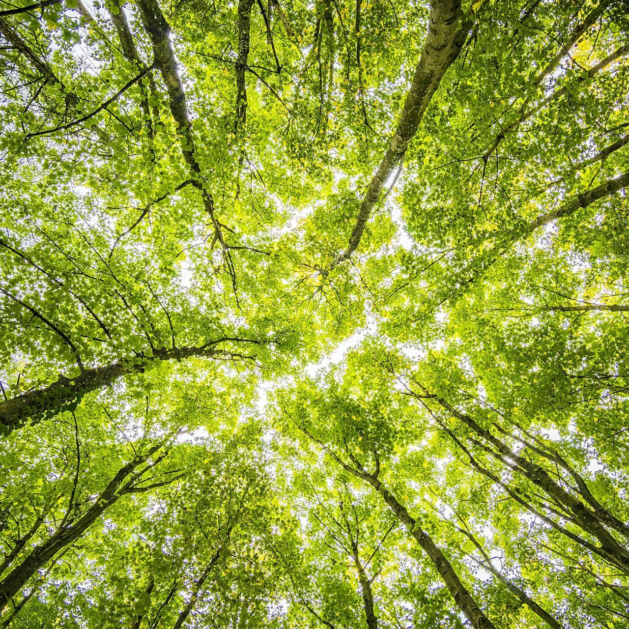 Symbolbild: Wald von unten